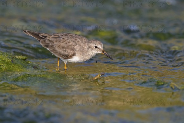 Temminck's Sandpiper, (Calidris temminckii), Animals. birds, limicoles, biotope, habitat, foraging, East Khawr Khawr Ad Dahariz, Salalah, Dhofar, Oman