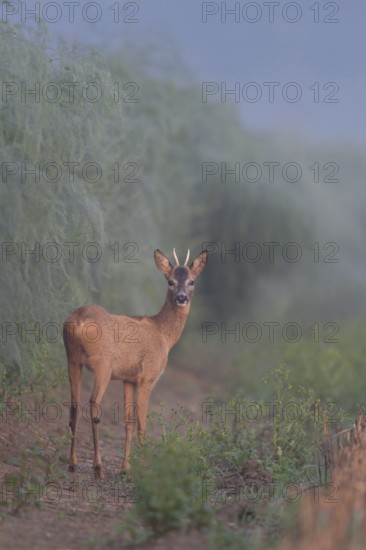 Wenn der Spargel schießt... Rehbock *Capreolus capreolus*