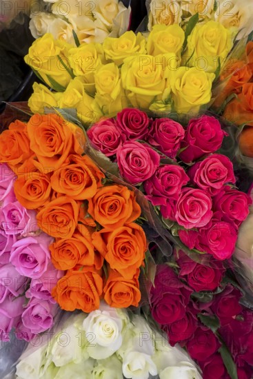Top view of offer arrangement of roses in five bouquets Bouquets of roses with pink pink yellow light red dark red orange roses, international