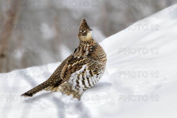 Ruffed Grouse (Bonasa umbellus), Ontario, Canada