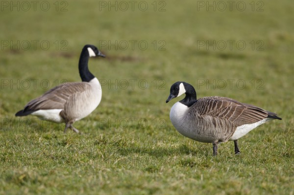 Canada Goose (Branta canadensis), Netherlands