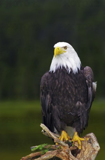 A bald eagle poses proudly on a tree trunk in front of a green forest background, Icefields Parkway, Jasper, Alberta, Canada