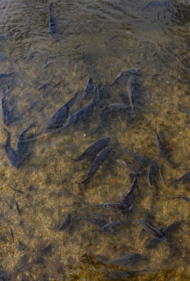 Fish pond with carp (Cyprinus carpio) in the Blockheide nature park Park near Gmünd, Waldviertel, Lower Austria, Austria