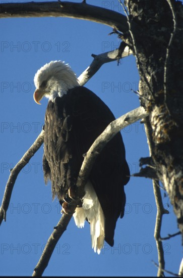 Bald eagle (Haliaeetus leucocephalus), eagle on perch hunting for salmon, in the Chilkat Valley near Haines, Alaska, USA