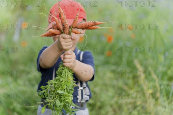 A boy in a field with carrots in his hand. Germany. diet, children, fruit, bio, eco, harvesting, healthy food, ecological, ingredient, homemade, vegetables, vitamin, vegetarian, gardening, environment, carrot, fresh, bunch, autumn, garden, farmer, plant, healthy, field, orange, food, nature, harvest, organic, farm, holding, summer, boy, picking, gardener, vegan, child, raw, grow, eat, kid, hands, nutrition