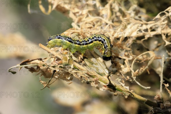 Box tree moth (Cydalima perspectalis), caterpillar, feeding on boxwood, clear feeding, Ellerstadt, Rhineland Palatinate, Germany