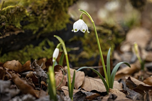 Snowdrops grow between withered leaves and a mossy piece of wood in a natural setting, spring snowdrops in spring