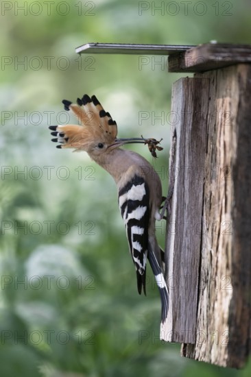 Hoopoe (Upupa epops) with food for the young birds at the nesting box with mole cricket as prey, Upper Spreewald, Brandenburg, Germany