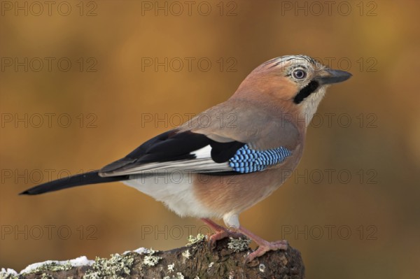 Jay, European Jay, Jay, eurasian jay (Garrulus glandarius), Geai des chênes, Arrendajo Común, Arrendajo, on perch, Ormoz area, Ormoz, Podravska, Slovenia