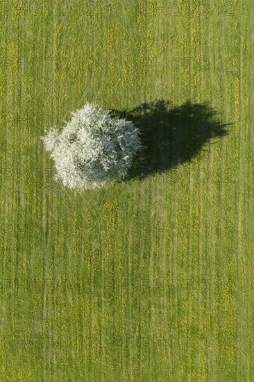 Bird's eye view of blossoming apple tree in meadow, Canton Thurgau, Switzerland