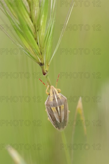 Bishop's mitre (Aelia acuminata), Provence, southern France