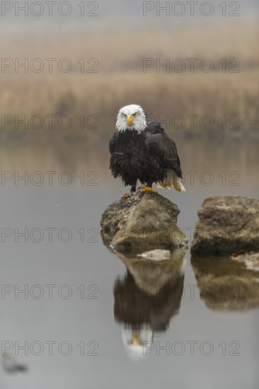 One Bald Eagle, Haliaeetus leucocephalus, standing on a rock in the shallow water ashore a small pond on a foggy cold autumn day. The bird is reflected in the water, mirror image
