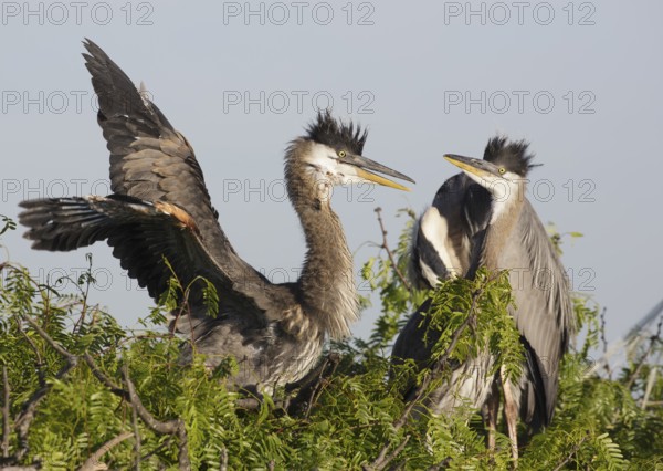 Great Blue Heron (Ardea herodias) juveniles, Texas, USA