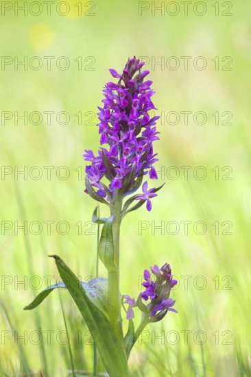 Western marsh orchid (Dactylorhiza majalis), also known as broad-leaved orchid, wet meadow, orchids, orchid plant, sunrise, nature photography, Siegerland, North Rhine-Westphalia, Germany