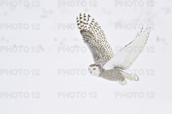 Snowy Owl (Bubo scandiacus) flying, Ontario, Canada