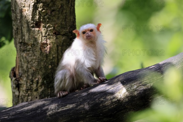 Silver marmoset (Mico argentatus, Syn.: Callithrix argentata), silver marmoset, adult, tree trunk, sitting, alert, South America