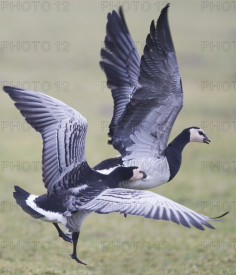 Barnacle Goose (Branta leucopsis), Friesland, Netherlands