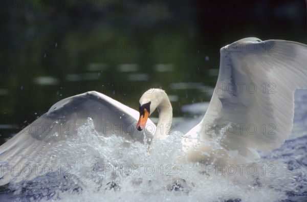 Mute swan. Cygnus olor. A swan lands on a river. Forest of La Wantzenau. Region of Alsace. France