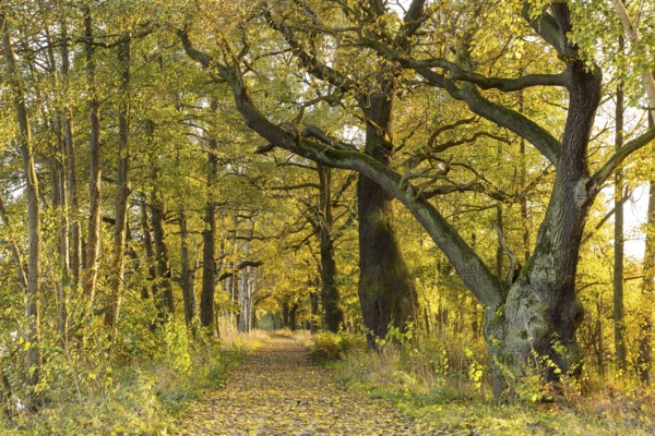 Elephant oak and avenue with old oaks (Quercus) at the large pond in the Spreer Heide in autumn, Hähnichen near Rothenburg, Upper Lusatia, Saxony, Germany