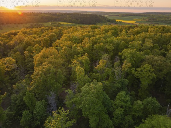 An autumnal forest landscape at sunset, trees in bright colours, forest pasture project, compensatory measure for the Hermann Hesse Railway, Gechingen, Calw district, Germany
