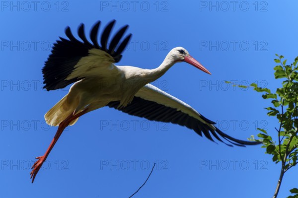 A stork flies with spread wings in the sky, white stork (Ciconia ciconia), wildlife, Germany