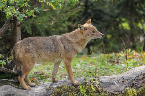 A golden jackal (Canis aureus) stands on a rotting tree lying on the ground between bushes and rocks at the edge of the forest