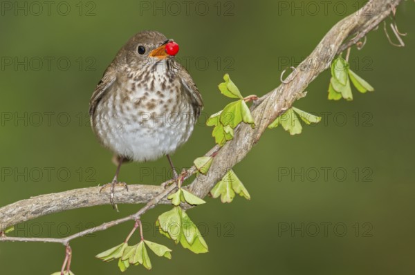 Grey-cheeked Thrush (Catharus minimus) feeding on red berry, Texas, USA