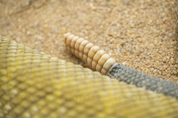 Mexican west coast rattlesnake (Crotalus basiliscus) tail, detail, captive, Germany