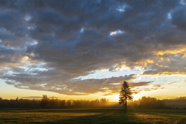 Single tree in front of a sunset in a field, dramatic cloud formations and fascinating plays of light in the sky, In the moor