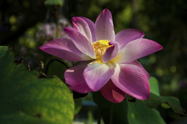 Lotus, Ko Chang, Koh Chang, Mu Ko Chang National Park, Trat, Thailand