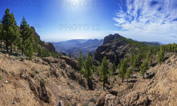 View into the valley of the Caldera de Tirajana, pine forest around the summit of El Campanario, Gran Canaria, Canary Islands, Spain