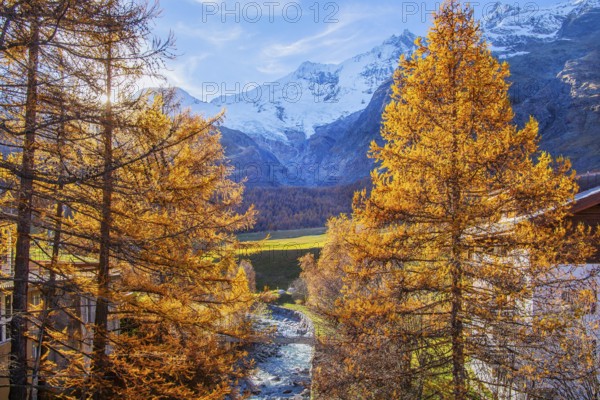 Autumn landscape with larches, Dom 4545m and Täschhorn 4491m of the Mischabel group, Saas-Fee, Saas Valley, Valais, Switzerland