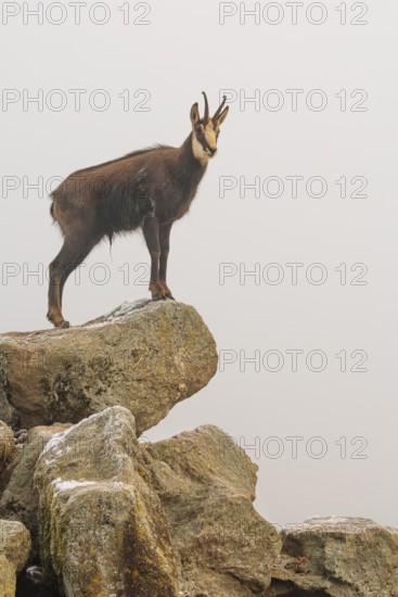 An adult male chamois (Rupicapra rupicapra) stands on a rock in dense fog at sunrise, illuminated by a weak, solitary ray of sunlight