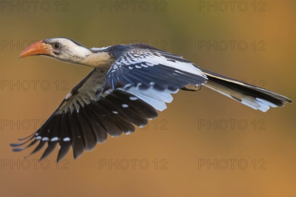 Senegal Hornbill, Hornbill, Western Red-billed Hornbill, (Tockus kempi), animals, bird, flight photo, Bansang quarry, Bansang, South Bank, Gambia