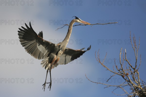 Great Blue Heron (Ardea herodias) flying, Ohio, USA