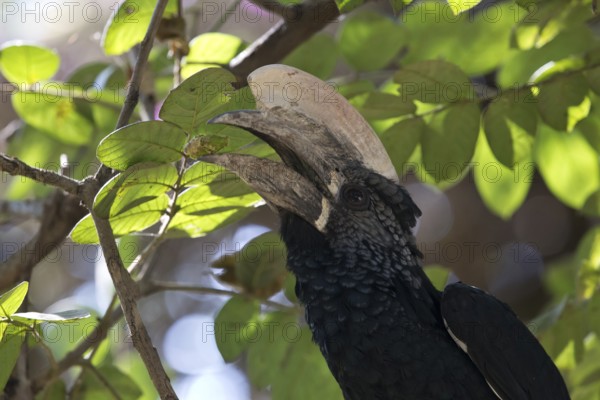 Silvery-cheeked Hornbill (Bycanistes brevis) male, Hawassa, Ethiopia