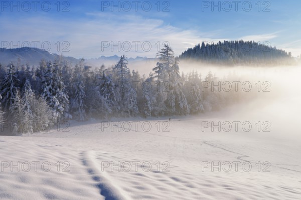 Forest shrouded in fog, Zugerberg, Canton Zug, Switzerland
