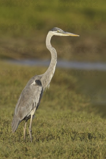 Great Blue Heron (Ardea herodias), Ecuador