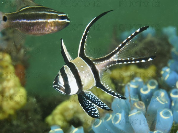 A striped Banggai cardinalfish (Pterapogon kauderni) swimming near blue sea squirts, dive site Secret Bay, Gilimanuk, Bali, Indonesia
