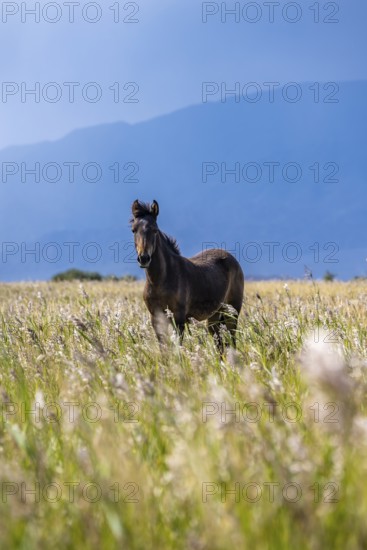 A dark horse in a wide meadow against an imposing mountain backdrop, Yssykköl, Kyrgyzstan