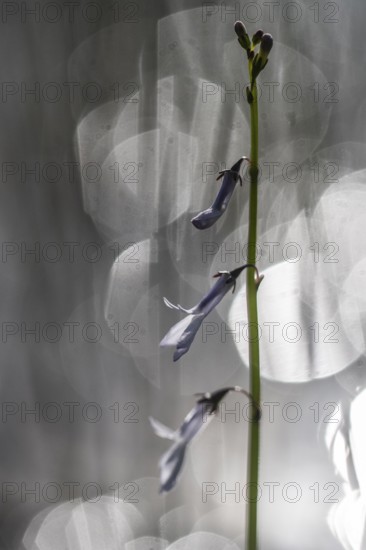 Water lobelia (Lobelia dortmanna), Emsland, Lower Saxony, Germany