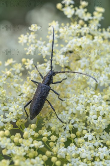 Oxymirus cursor beetle feeding on pollen on an elderflower. Jechtingen, Emmendingen, Kaiserstuhl, Freiburg im Breisgau, Baden-Württemberg, Germany