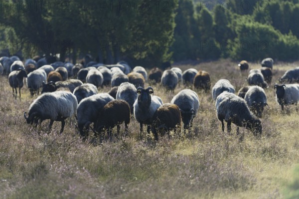 Heidschnucken (Ovis aries), herd in the blooming heathland, Südheide Nature Park, Lüneburg Heath, Lower Saxony, Germany