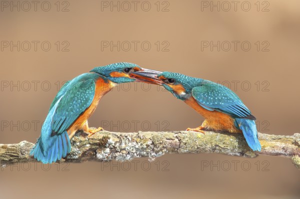 Kingfisher (Alcedo atthis), two females fighting on a branch, territorial defence, wildlife, nature photography, waterfowl, Siegerland, North Rhine-Westphalia, Germany