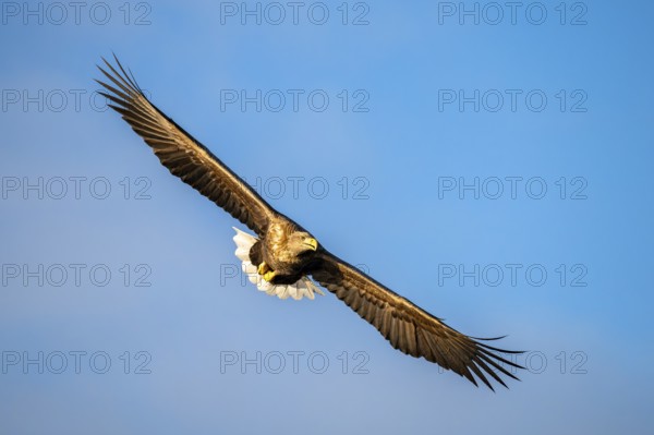 White-tailed eagle (Haliaeetus albicilla), in flight, Lofoten, Norway