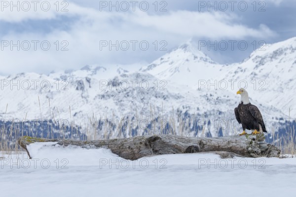 Bald Eagle (Haliaeetus leucocephalus) perched on snow, Alaska, USA
