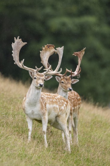 European fallow deer (Dama dama) stags on a meadow, tirol, Kitzbühel, Wildpark Aurach, Austria
