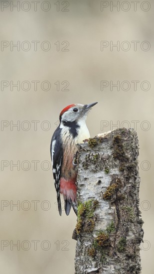 Middle spotted woodpecker (Dendrocopos medius) foraging on the trunk of a grey birch (Betula populifolia), North Rhine-Westphalia, Germany