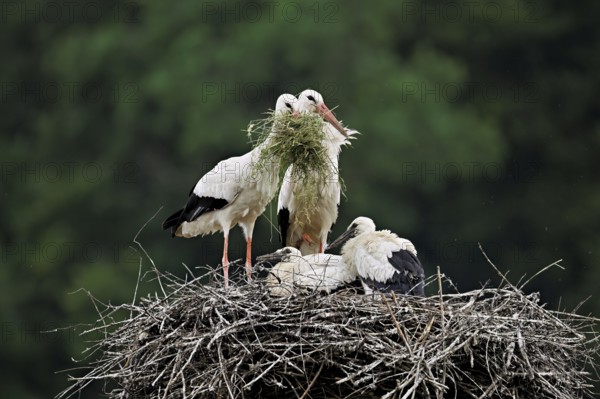 White stork (Ciconia ciconia), pair with nesting material in beak with two chicks standing on eyrie, Canton Aargau, Switzerland