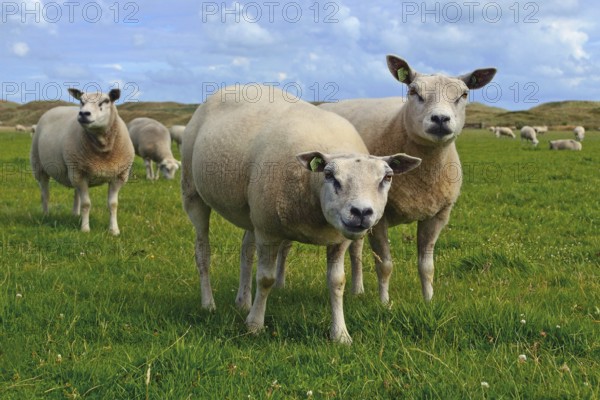 Texel, Netherlands, 6.15.2017 Texel sheeps, a heavily muscled breed of domestic sheep from the Texel island in the Netherlands living on meadow
